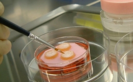 Cell Biology