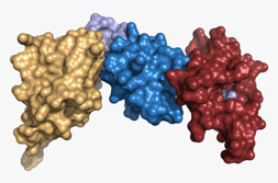 Cell Biology