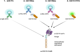 Cell Biology