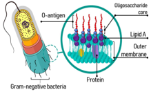 Cell Biology
