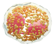 Cell Biology