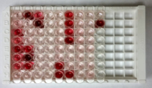 Cell Biology