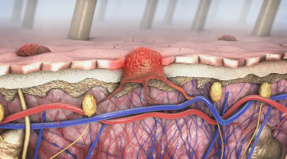 Cell Biology