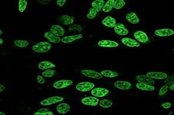 Cell Biology